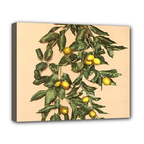 A Vintage Bunch Of Lemons Deluxe Canvas 20  X 16  (stretched) by ConteMonfrey