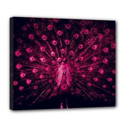 Peacock Pink Black Feather Abstract Deluxe Canvas 24  X 20  (stretched) by Wav3s