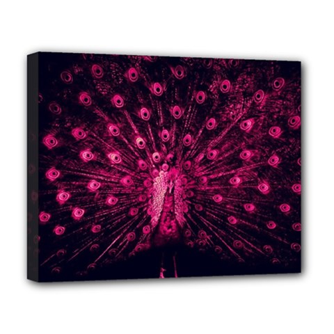 Peacock Pink Black Feather Abstract Deluxe Canvas 20  X 16  (stretched) by Wav3s