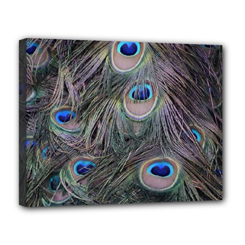 Peacock Feathers Peacock Bird Feathers Canvas 14  X 11  (stretched) by Ndabl3x