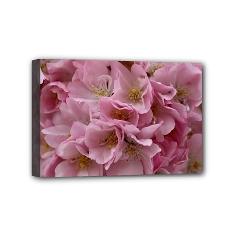 Cherry-blossoms Mini Canvas 6  X 4  (stretched) by Excel