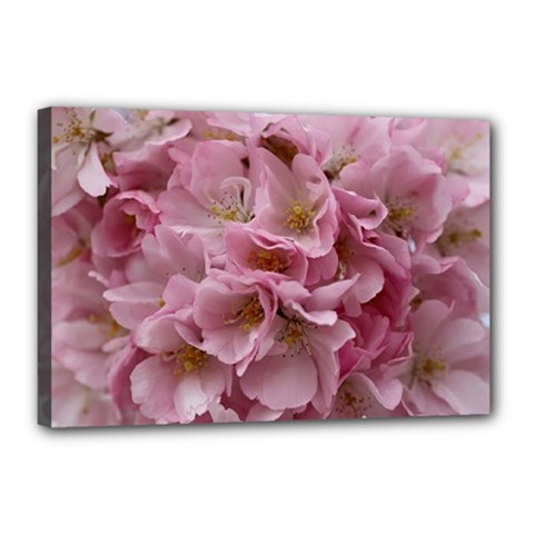 Cherry-blossoms Canvas 18  X 12  (stretched) by Excel