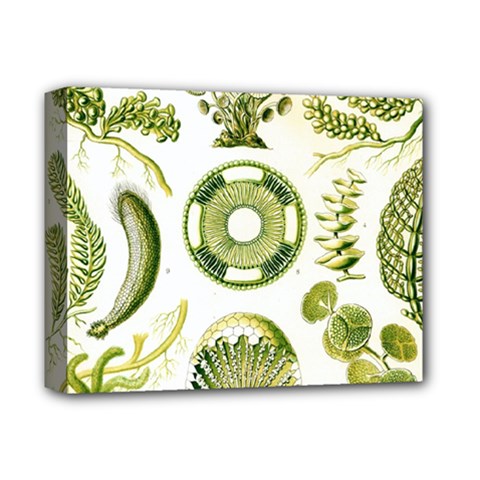 Algae Green Algae Chlorophyceae Deluxe Canvas 14  X 11  (stretched) by Pakjumat