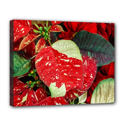 Poinsettia Christmas Star Plant Canvas 14  X 11  (stretched) by Sarkoni