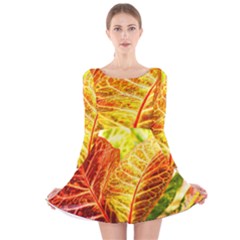 Leaves Plant Pattern Croton Nature Long Sleeve Velvet Skater Dress by Sabxi