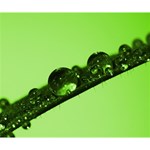 Green Drops Deluxe Canvas 14  x 11  (Framed) 14  x 11  x 1.5  Stretched Canvas