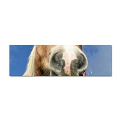 Haflinger  Bumper Sticker 10 Pack by Siebenhuehner