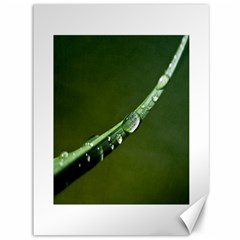 Grass Drops Canvas 36  X 48  (unframed) by Siebenhuehner