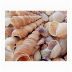 Sea Shells Glasses Cloth (Small) Front