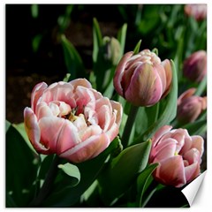 Tulips Canvas 20  X 20  (unframed) by anstey