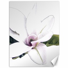 White Magnolia Pencil Drawing Art Canvas 36  X 48   by picsaspassion