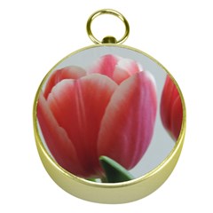 Red - White Tulip Flower Gold Compasses by picsaspassion