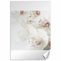 Orchids Flowers White Background Canvas 12  X 18   by Amaryn4rt