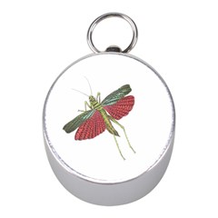 Grasshopper Insect Animal Isolated Mini Silver Compasses by Nexatart