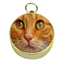 Cat Red Cute Mackerel Tiger Sweet Gold Compasses by Nexatart