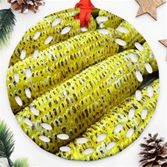 Corn Grilled Corn Cob Maize Cob Ornament (round Filigree) by Nexatart