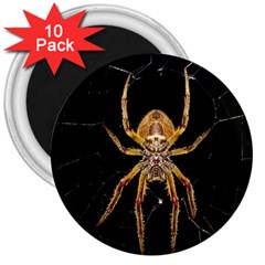 Insect Macro Spider Colombia 3  Magnets (10 Pack)  by BangZart