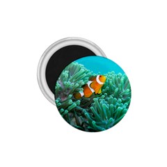 Clownfish 3 1 75  Magnets by trendistuff