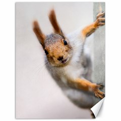 Curious Squirrel Canvas 18  X 24   by FunnyCow