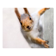 Curious Squirrel Double Sided Flano Blanket (large)  by FunnyCow