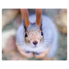 Squirrel Looks At You Double Sided Flano Blanket (medium)  by FunnyCow