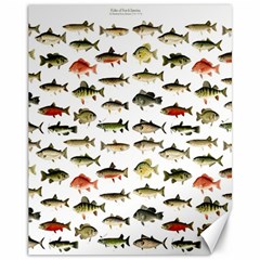 Ml 71 Fish Of North America Canvas 11  X 14  by ArtworkByPatrick