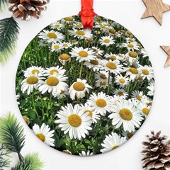 Columbus Commons Shasta Daisies Ornament (round) by Riverwoman