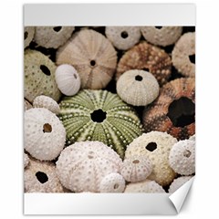 Sea Urchins Canvas 11  X 14  by TheLazyPineapple