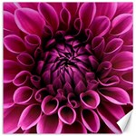 Dahlia-flower-purple-dahlia-petals Canvas 12  x 12  11.4 x11.56  Canvas - 1