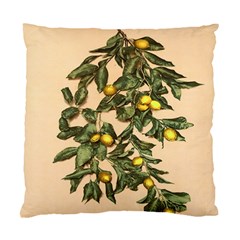 A Vintage Bunch Of Lemons Standard Cushion Case (two Sides) by ConteMonfrey