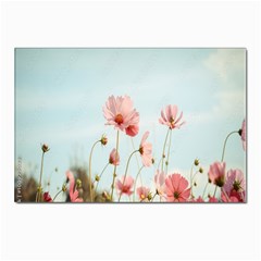 Cosmos Flower Blossom In Garden Postcards 5  X 7  (pkg Of 10) by artworkshop