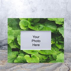 Layered Plant Leaves Iphone Wallpaper White Tabletop Photo Frame 4 x6  by artworkshop