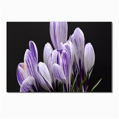 Crocus Flowers Purple Flowers Spring Nature Postcards 5  X 7  (pkg Of 10) by Ravend