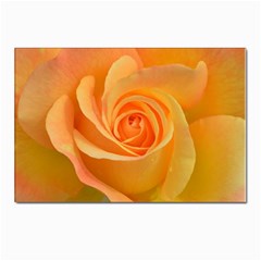 Flower Plant Rose Nature Garden Orange Macro Postcard 4 x 6  (pkg Of 10) by Ravend