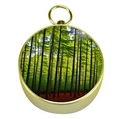 Green Forest Jungle Trees Nature Sunny Gold Compasses by Ravend