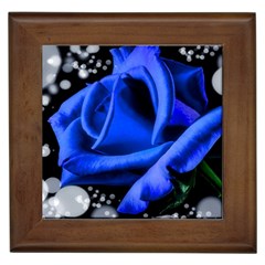 Blue Rose Roses Bloom Blossom Framed Tile by pakminggu