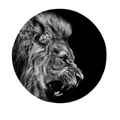 Angry Lion Black And White Mini Round Pill Box by Cowasu