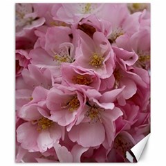 Cherry-blossoms Canvas 20  X 24  by Excel