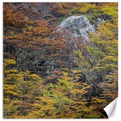 Wilderness Palette, Tierra Del Fuego Forest Landscape, Argentina Canvas 12  X 12  by dflcprintsclothing