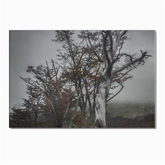 Nature s Resilience: Tierra Del Fuego Forest, Argentina Postcard 4 x 6  (pkg Of 10) by dflcprintsclothing