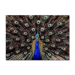 Peacock Sticker A4 (100 Pack) by Ket1n9