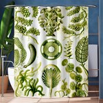 Algae Green Algae Chlorophyceae Shower Curtain 60  x 72  (Medium)  60 x72  Curtain