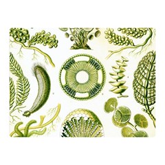 Algae Green Algae Chlorophyceae Two Sides Premium Plush Fleece Blanket (mini) by Pakjumat