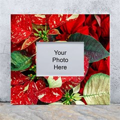 Poinsettia Christmas Star Plant White Wall Photo Frame 5  X 7  by Sarkoni