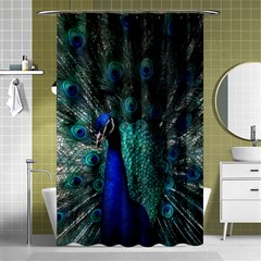 Blue And Green Peacock Shower Curtain 48  X 72  (small)  by Sarkoni