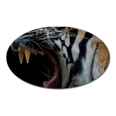 Angry Tiger Roar Oval Magnet by Cemarart